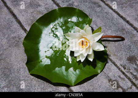 Fleur de nénuphar nénuphar sur Banque D'Images