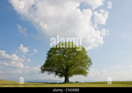 Single tree in field Banque D'Images