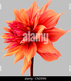 Dahlia orange Banque D'Images
