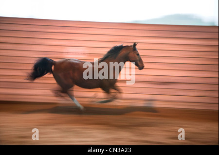 Cheval de course Banque D'Images