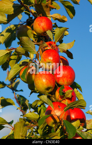 Pommier cultivé (Malus domestica) variété '' Rouge Falstaff. Une variété de desserts. Banque D'Images