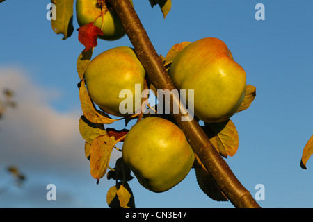 Pommier cultivé (Malus domestica) variété ' Lord Derby". Une variété culinaire Banque D'Images