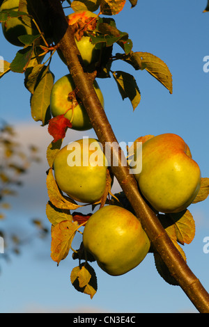 Pommier cultivé (Malus domestica) variété ' Lord Derby". Une variété culinaire. Banque D'Images