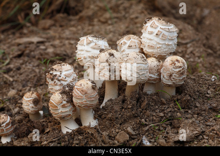 Shaggy Parasol Macrolepiota rhacodes (champignons) groupe d'organes de fructification détachés de la terre. Powys, Pays de Galles. Octobre. Banque D'Images