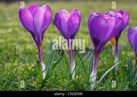 Crocus vernus la floraison. Forme cultivée à fleurs pourpres. Powys, Pays de Galles. Février. Banque D'Images