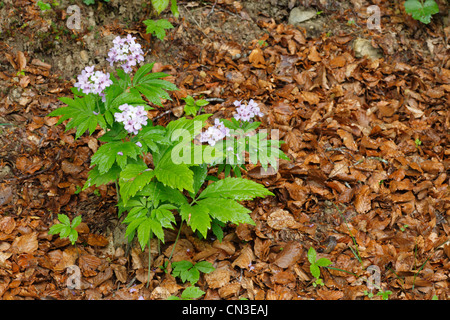 Sept-leaved Bittercress (Cardamine heptaphylla) floraison en bois de hêtre. Ariege Pyrenees, France. Mai. Banque D'Images