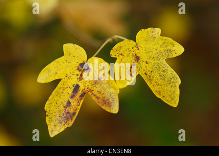 Domaine l'érable (Acer campestre) feuilles en automne couleur. Powys, Pays de Galles, octobre. Banque D'Images