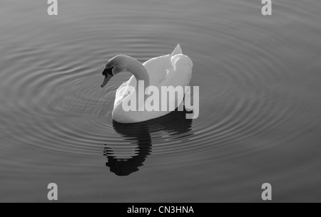 Un monochrome d'un cygne blanc qui se reflète dans un bassin d'eau avec des ondulations concentriques de l'eau émanant l'extérieur. Banque D'Images