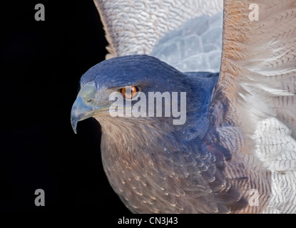 Eagle/Black-Chested chilien Eagle Buzzard chilien/Aigle Bleu/Gris Eagle Buzzard (geranoaetus melanoleucus) Banque D'Images