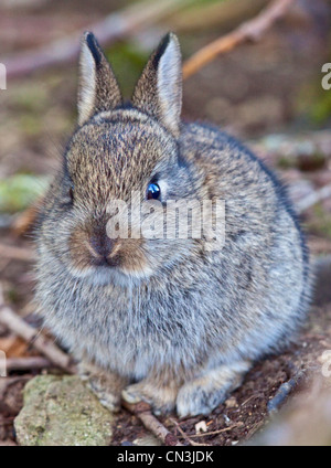 Bébé Lapin Sauvage Européen (Oryctolagus cuniculus), Royaume-Uni Banque D'Images