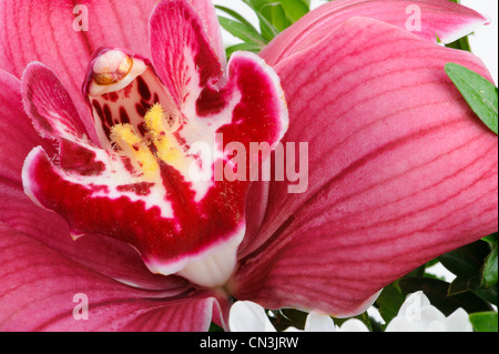 Orchid. Fleur Photo très détaillées de près. Banque D'Images