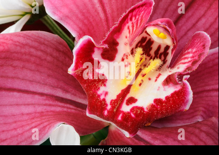 Orchid. Fleur Photo très détaillées de près. Banque D'Images