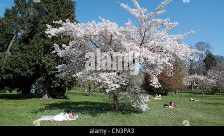 Les cerisiers fleurissent et les gens le soleil en temps chaud printemps Mars sec météo à Bute Park, Cardiff, Pays de Galles UK KATHY DEWITT Banque D'Images