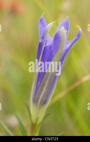 Gentiane des marais : une plante rare dans une prairie shropshire, au Royaume-Uni. Banque D'Images