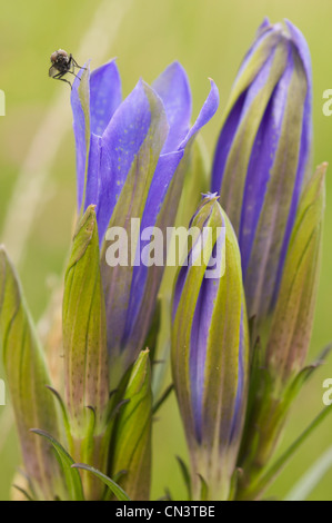 Gentiane des marais : une plante rare dans une prairie shropshire, au Royaume-Uni. Banque D'Images