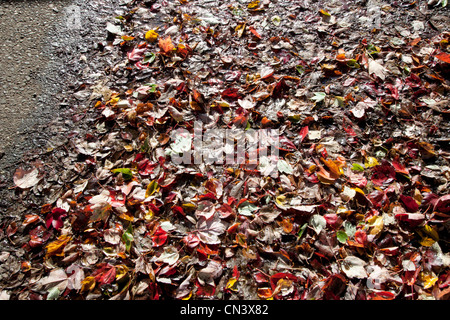 Les feuilles d'automne humide on sidewalk Banque D'Images