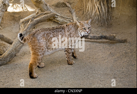 Lynx rufus, le lynx roux, commun à la Zoo Living Desert à Palm Springs, en Californie. Banque D'Images