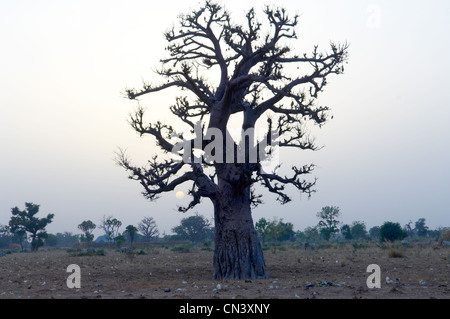 Doté d''paysage vieil arbre en Afrique Banque D'Images