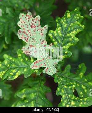 Rouille tache pustules ou Anthracnose, faisant les feuilles deviennent jaunes sur un chêne, Angleterre, Royaume-Uni Banque D'Images