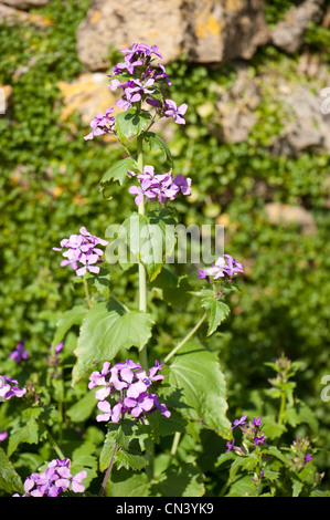 L'honnêteté, l'annuelle Lunaria annua, en fleurs Banque D'Images