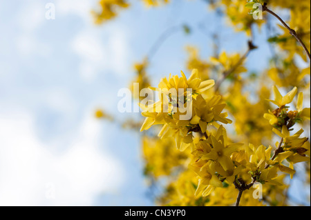 Forsythia x intermedia en fleur Banque D'Images