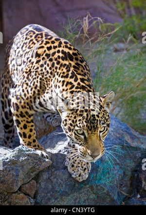 Une jeune femme jaguar tranquillement les tiges du sud du Mexique à la recherche de proies bush Banque D'Images