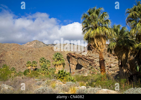 Un randonneur en Murry Canyon, les Canyons Indiens, près de Palm Springs, Californie Banque D'Images