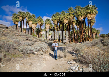 Un randonneur en Andreas Canyon, les Canyons Indiens, près de Palm Springs, Californie Banque D'Images