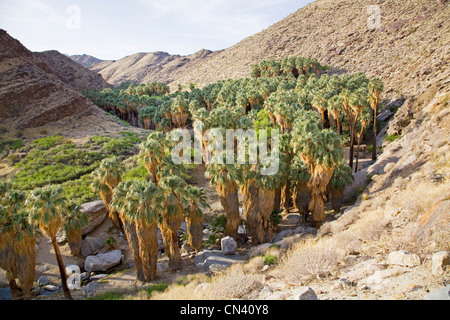 Palm Canyon, une partie de l'Indian Canyons, administré par l'Agua Caliente Indiens, à Palm Springs, Californie Banque D'Images