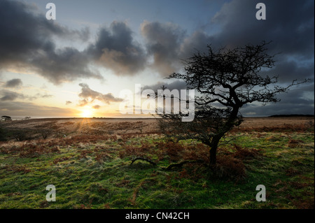 Balayées par un arbre sur Exmoor au lever du soleil Banque D'Images