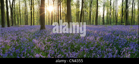 Une vue panoramique de la bluebell (Hyacinthoides non-scripta) à West Woods, Wiltshire, Royaume-Uni Banque D'Images