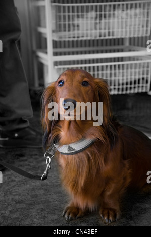 Chien aux vétérinaires Banque D'Images