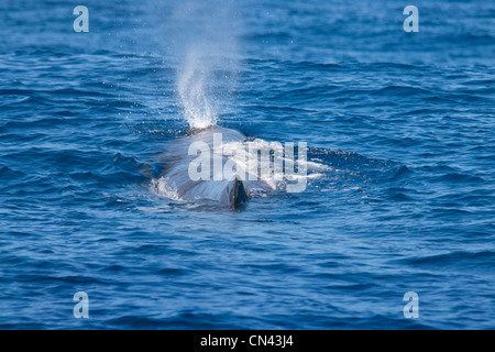 Cachalot, Physeter macrocephalus, soufflant à la surface. Açores, Océan Atlantique. Banque D'Images