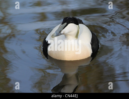 L'homme mollissimaeider d'eider (Somateria). Banque D'Images