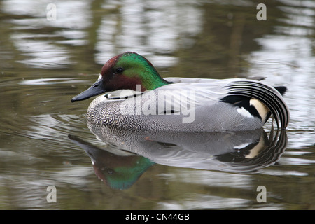 Mâle adulte Falcated AKA Sarcelles Sarcelles plafonné en bronze (Anas falcata) en plumage nuptial. Banque D'Images