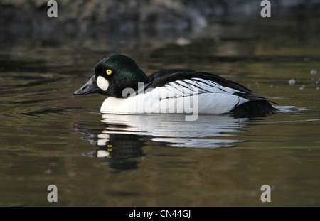 Canard Garrot à oeil d'or (Bucephala clangula) natation. Banque D'Images