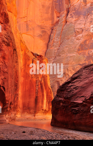 Paria qui traverse les profondeurs de Paria Canyon, Arizona. Banque D'Images