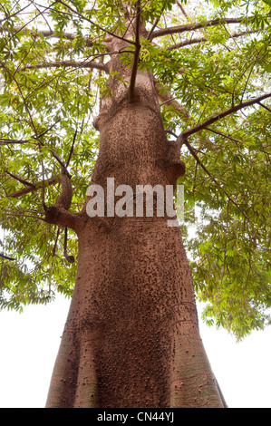 Arbre avec des épines sur le tronc, au Mali Banque D'Images