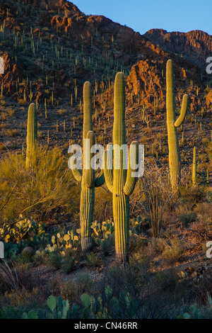 Désert de Sonora au coucher du soleil avec vue sur plusieurs saguaro cactus avec plusieurs armes. Banque D'Images