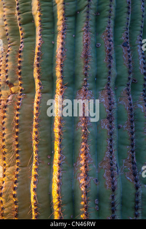 Vue en gros plan, des épines d'un cactus Saguaro. Banque D'Images