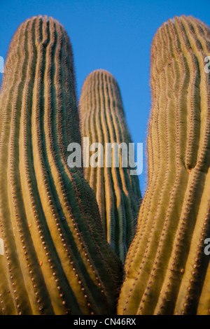 Vue en gros, à la recherche jusqu'à trois bras d'un cactus Saguaro. Banque D'Images