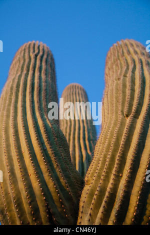 Vue en gros, à la recherche jusqu'à trois bras d'un cactus Saguaro. Banque D'Images