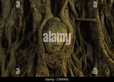 Tête de Bouddha en pierre intégré dans arbre, temple d'Ayutthaya, Thaïlande complexes Banque D'Images