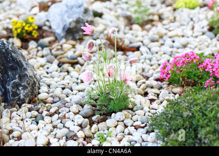 Petit jardin de pierre construit avec des pierres et des plantes alpines Banque D'Images