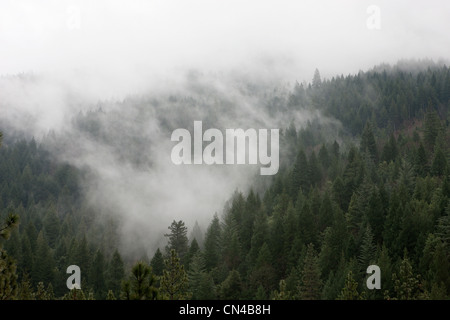 Les nuages planant au-dessus de la forêt, Dunsmuir, California, USA Banque D'Images