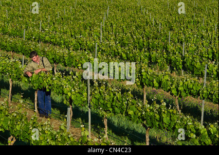 L'Australie, l'Australie, la Clare valley, sept collines cave, la plus ancienne cave dans la vallée, Gary Schutz est le contrôle Banque D'Images