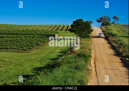 L'Australie, l'Australie, la Clare valley, sept collines cave, la plus ancienne cave dans la vallée, Gary Schutz est le contrôle Banque D'Images