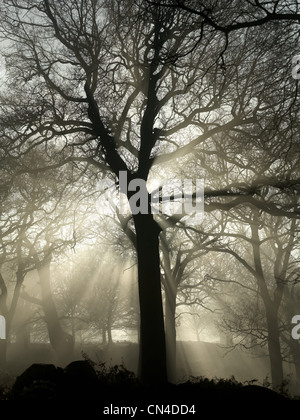 Silhouette d'arbre en forêt Banque D'Images