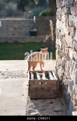 Chat rouge en campagne dans l'arrière-cour des bouteilles vides Banque D'Images