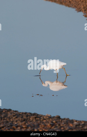 L'Aigrette garzette la pêche de crevettes sur salt marsh Harbour, seigle, Sussex, UK Banque D'Images